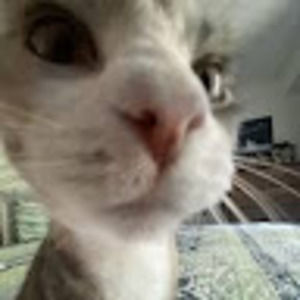 Meet your Posher, Lilly